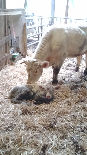 Première naissance2025 à la ferme