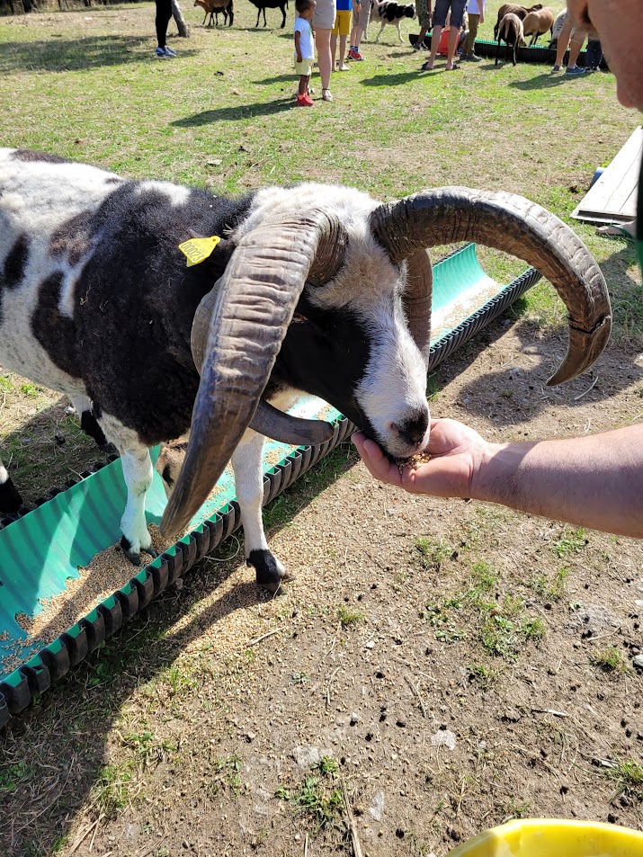 visite-a-la-ferme-la-guyonniere-mouton-jacob