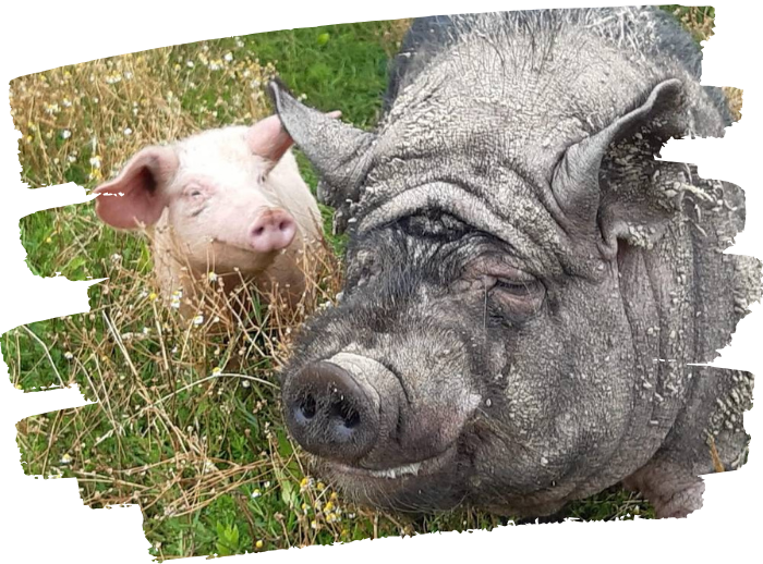 Visite-a-la-ferme-de-la-guyonniere-cochon