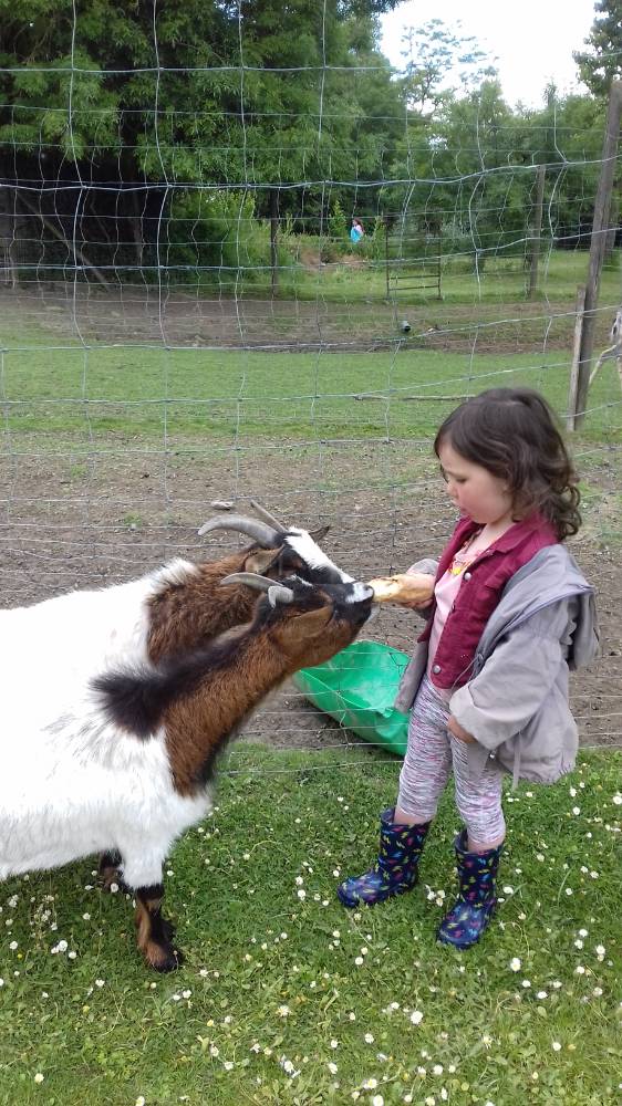 Visite-a-la-ferme-de-la-guyonniere_111