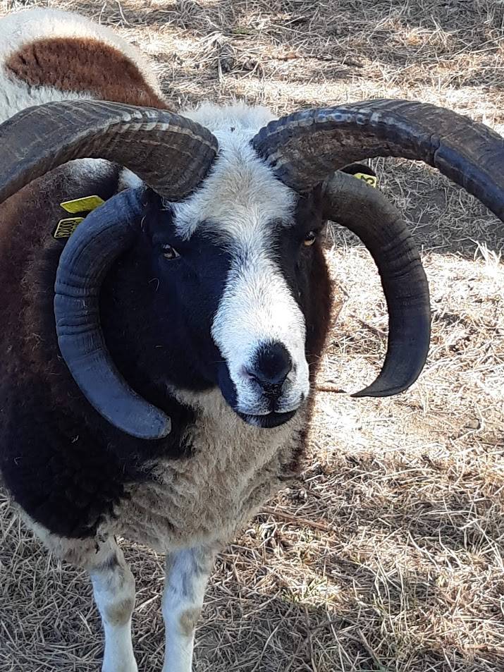 Visite-a-la-ferme-de-la-guyonniere_46