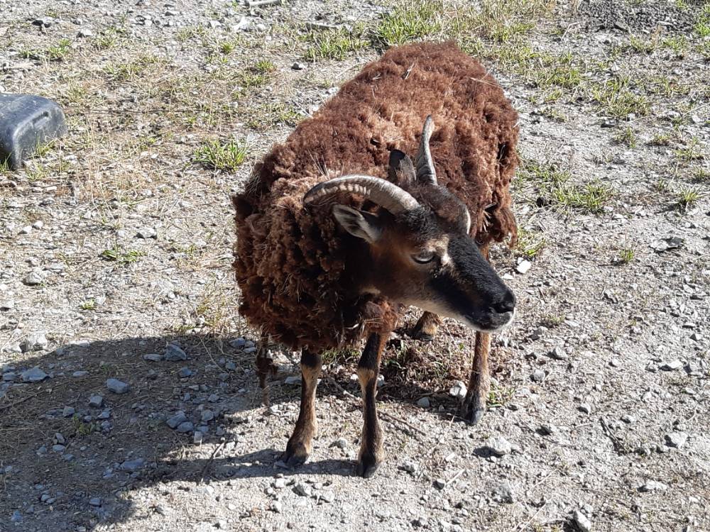 Visite-a-la-ferme-de-la-guyonniere_95